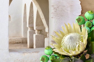 Virtual Floral Art: Yucatan White